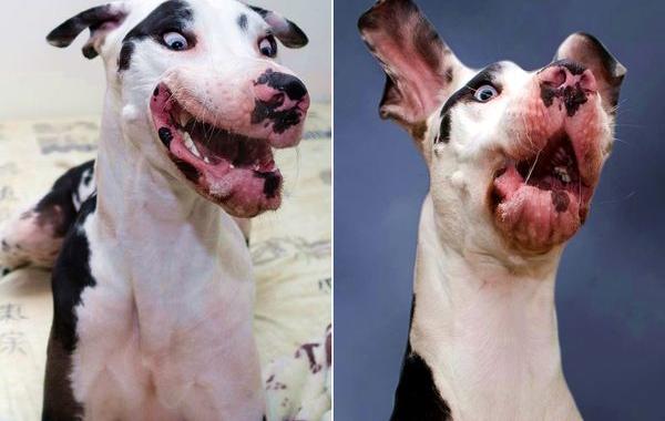 собака Мутка, собака с резиновым лицом