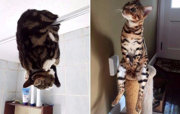 смешные коты, кошки которые ведут себя странно