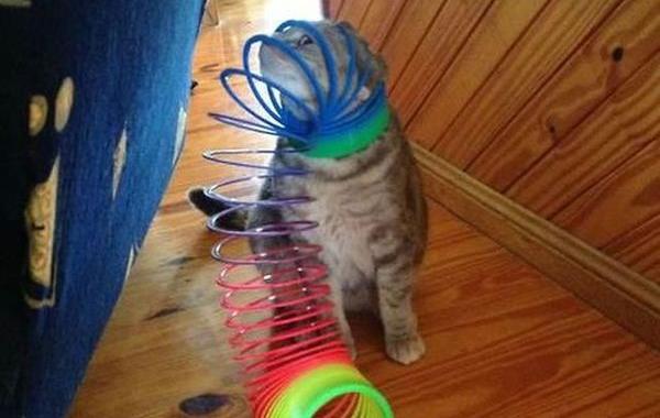 Смешные любопытные кошки, анимация, гифки