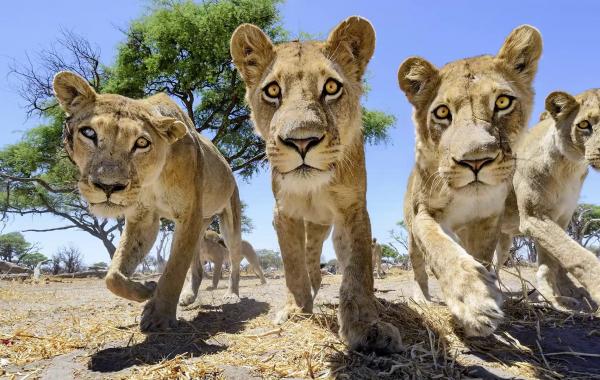 Львы крупным планом в Ботсване фотограф МакЛеннан Chris McLennan