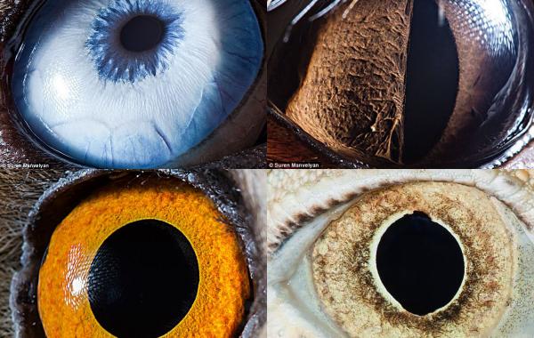 глаза животныйх, зрачки, фото