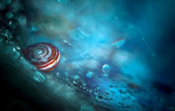 Волшебный мир макросъёмки от Магдалены Васичек