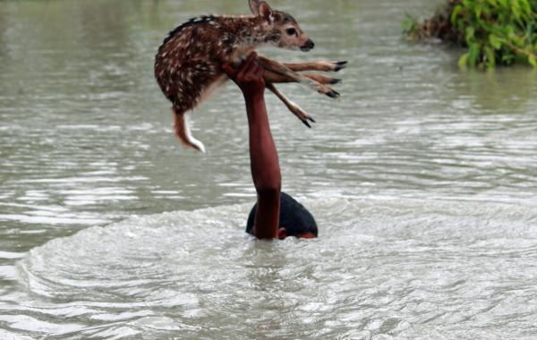 Спасение олененка маленьким мальчиком Белал, фотогаф Хасибул Фахаб Hasibul Wahab