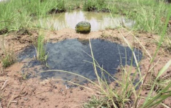 Мама жаба выпустила своих детишек в большой мир