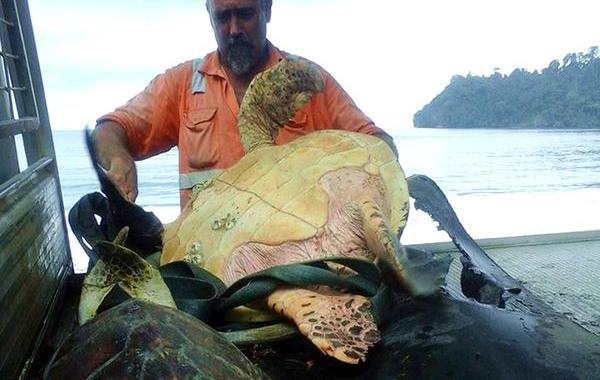 мужчина мужчина спасает черепах, мужчина покупает черепах и выпускает их в море