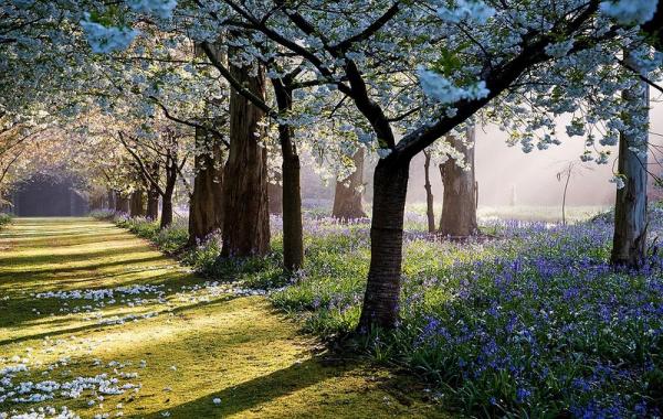 Maple Glen сад Новая Зеландия