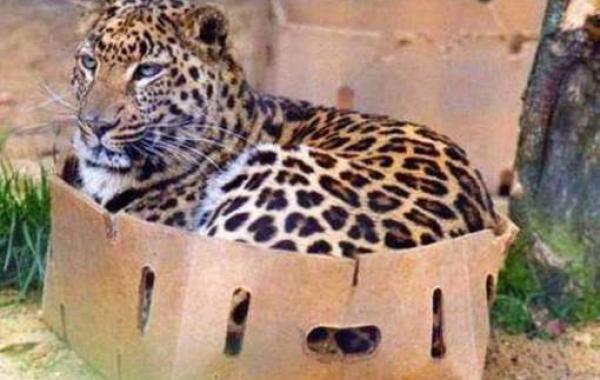 Большие кошки, которые просто хотят заниматься обычными кошачьими делами