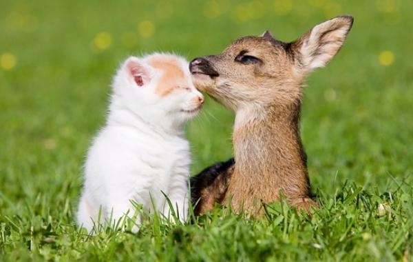 Подборка фото милых и трогательных животных  