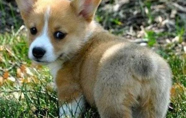 Подборка милых пушистых  животных