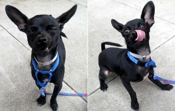 Нелепые фотографии собаки из приюта, Carpe Diem