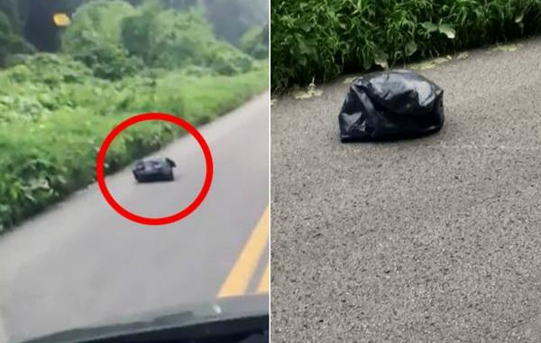 Женщина увидела движущийся мешок на дороге, щенок в мешке на дороге, Малисса Сержан Льюис