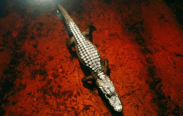 Лучшие фотографии от National Geographic за октябрь 2013