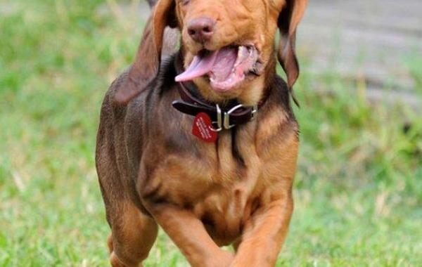 Смешные "неисправные" собаки, которые ведут себя крайне странным образом