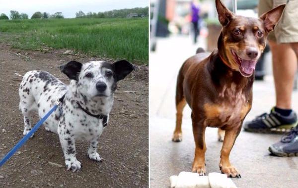 миксы корги с другими породами, корги скрещенные с другими собаками