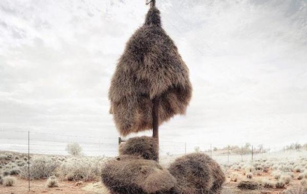 общественный ткач гигантские гнезда птицы