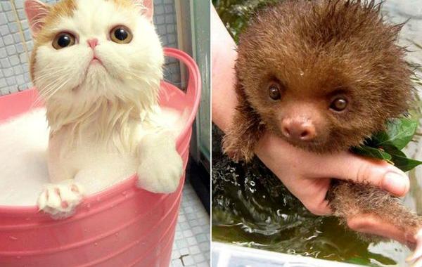 животные купаются