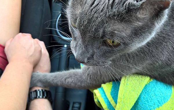 кот держал за руку своего владельца, кот эндрю держал за руку владельца