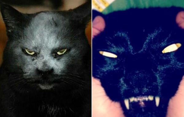 коты одержимы демонами, коты это зло, злые кошки 