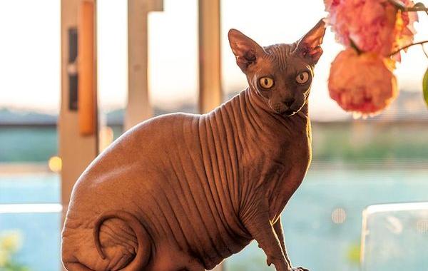 растолстевшие животные, толстые животные 