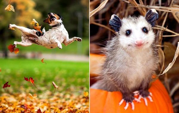 животные осенью, животные и осень