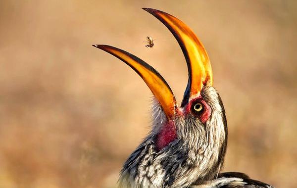 лучший фотограф дикой природы 2016, финалисты конкурса Wildlife Photographer of the Year