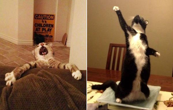 артистичные коты, коты заслуживающие Оскара