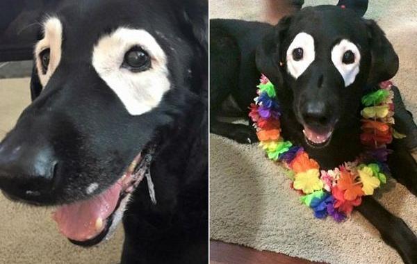 собака с редким заболеванием кожи, собака с витилиго