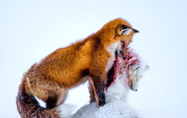 Лучший фотограф дикой природы 2015