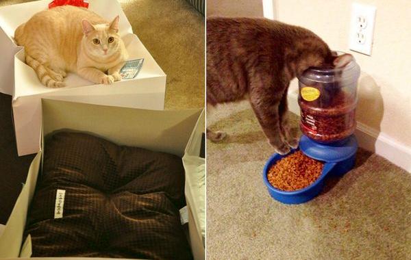 кошачья логика, у кошек нет логики