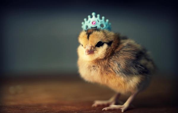 Очаровательные цыплята в забавных шляпках