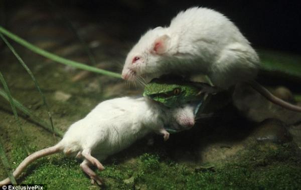 Мышь пытается спасти другую от змеи в зоопарке Ханьчжоу