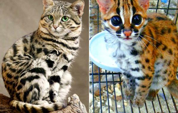 редкие дикие кошки, виды кошек, необычные кошки