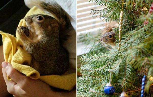 спасение бельчонка, пара спасла бельчонка