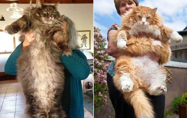 мейн-куны, самые большие коты