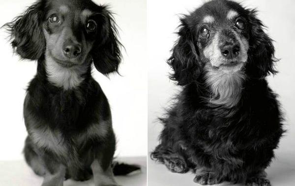 собаки в щенячьем возрасте и будучи старыми, Dog Years, Аманда Джонс, Amanda Jones