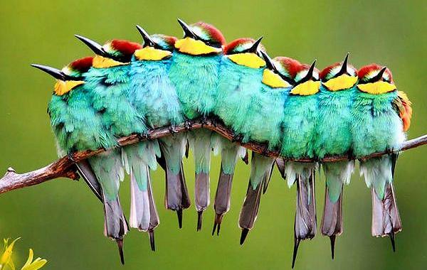 птицы прижимаются друг к другу, птицы обнимаются