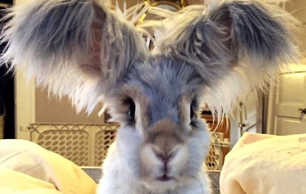 Ангорский кролик Уолли, кролик с огромными ушами, кролик с ушами похожими на крылья ангела, Wally rabbit