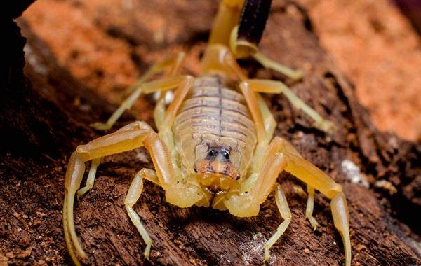 опасные животные планеты, самые опасные животные