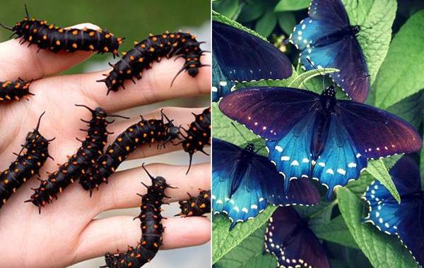 Биолог выводит исчезающий вид редких бабочек, синий махаон