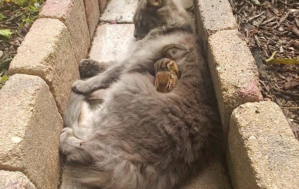 Кошка и бурундук стали лучшими друзьями, дружба кошки и бурундука