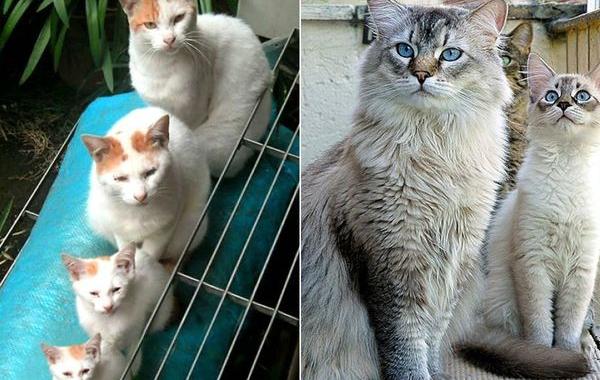 мини-копии кошек, кошки и котята, коты и котята