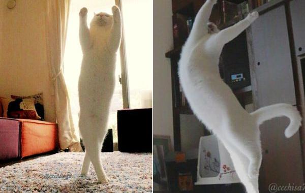 Японская кошка-балерина, кошка танцующая балет