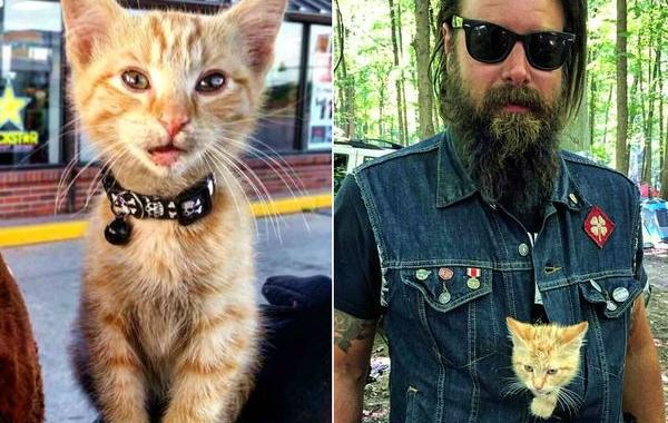 байкер спас котёнка, Пэт Дуди, Пати кот, Party cat