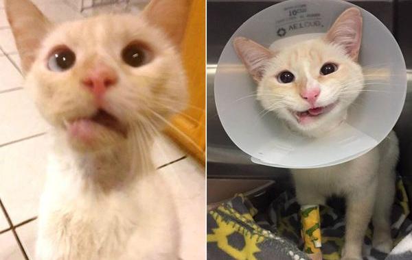 Кошка со сломанной челюстью, кошка Герцогиня