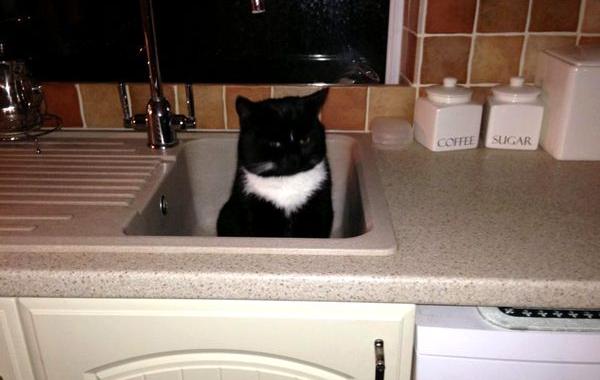 у меня нет кота, коты пришли к людям, коты которые наведались к людям 