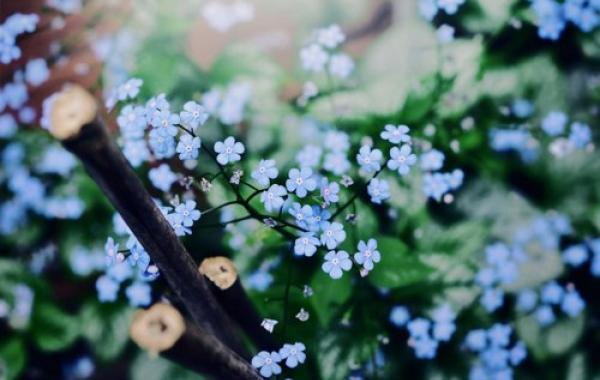 Красота в картинках