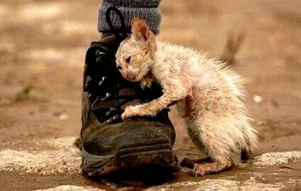 Мы чувствуем, душераздирающий проект о бездомных животных