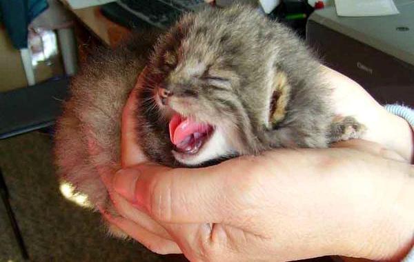 Российский фермер подобрал котят, фермер нашёл манулов