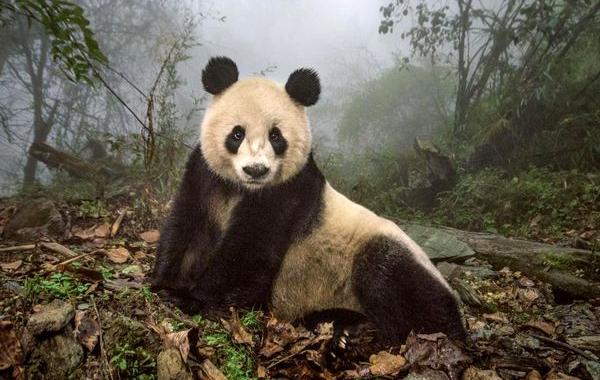  фотографии National Geographic за 2016 год, лучшие фото дикой рироды