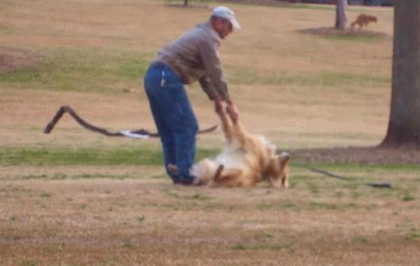 пёс не хочет идти домой, собака не хочет уходить с прогулки